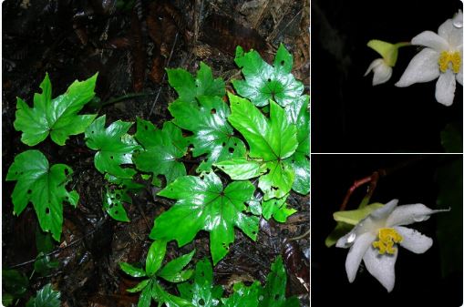 B. leuserensis